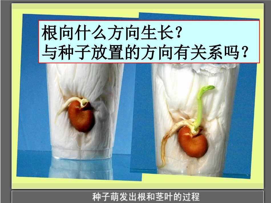 《我们先看到了根》教学课件_第3页