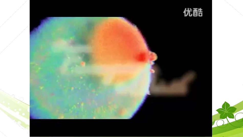 第3节生物体的结构层次_第1页