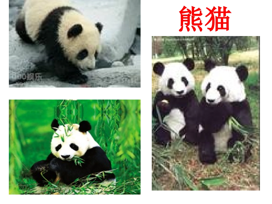 9、动物乐园_第1页