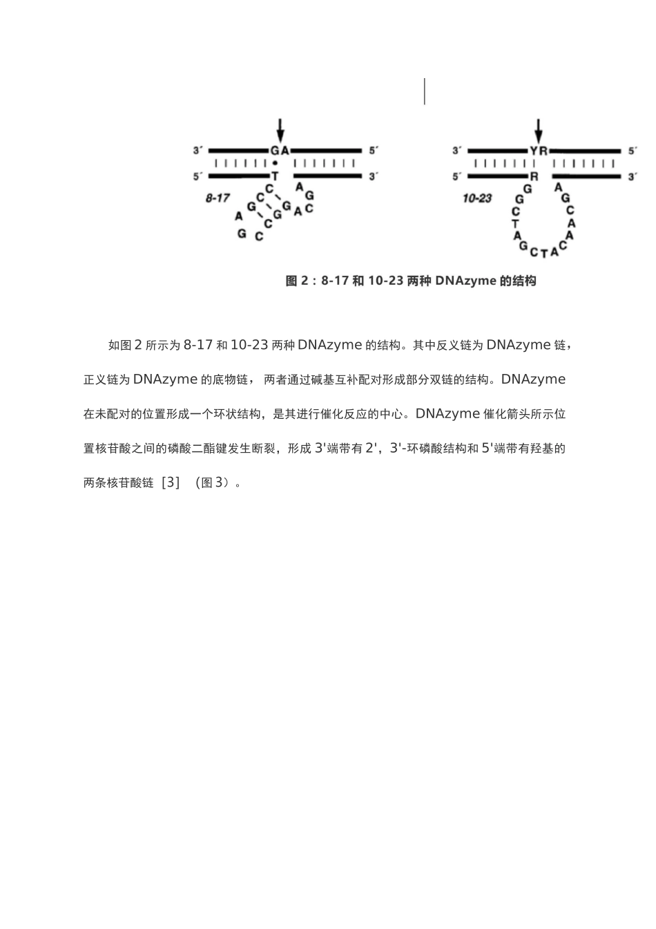 DNAzyme核酶简介_第3页