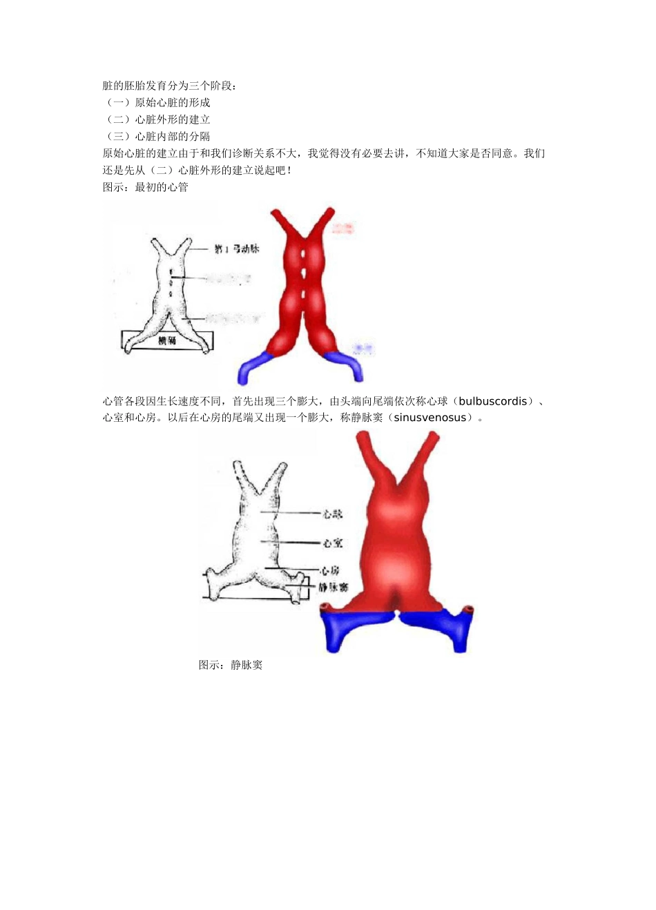 心脏的胚胎发育_第1页