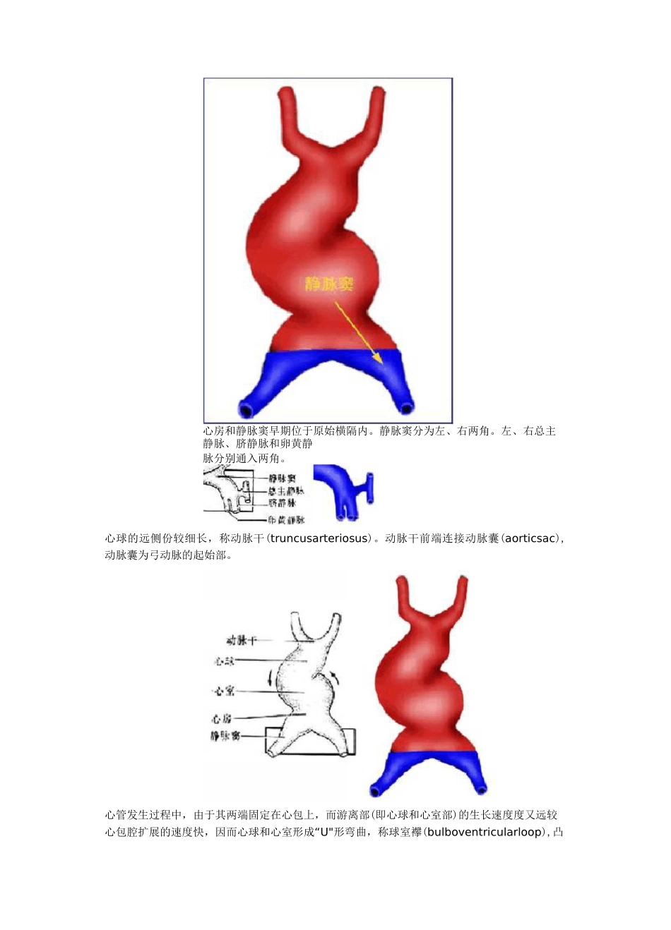 心脏的胚胎发育_第2页