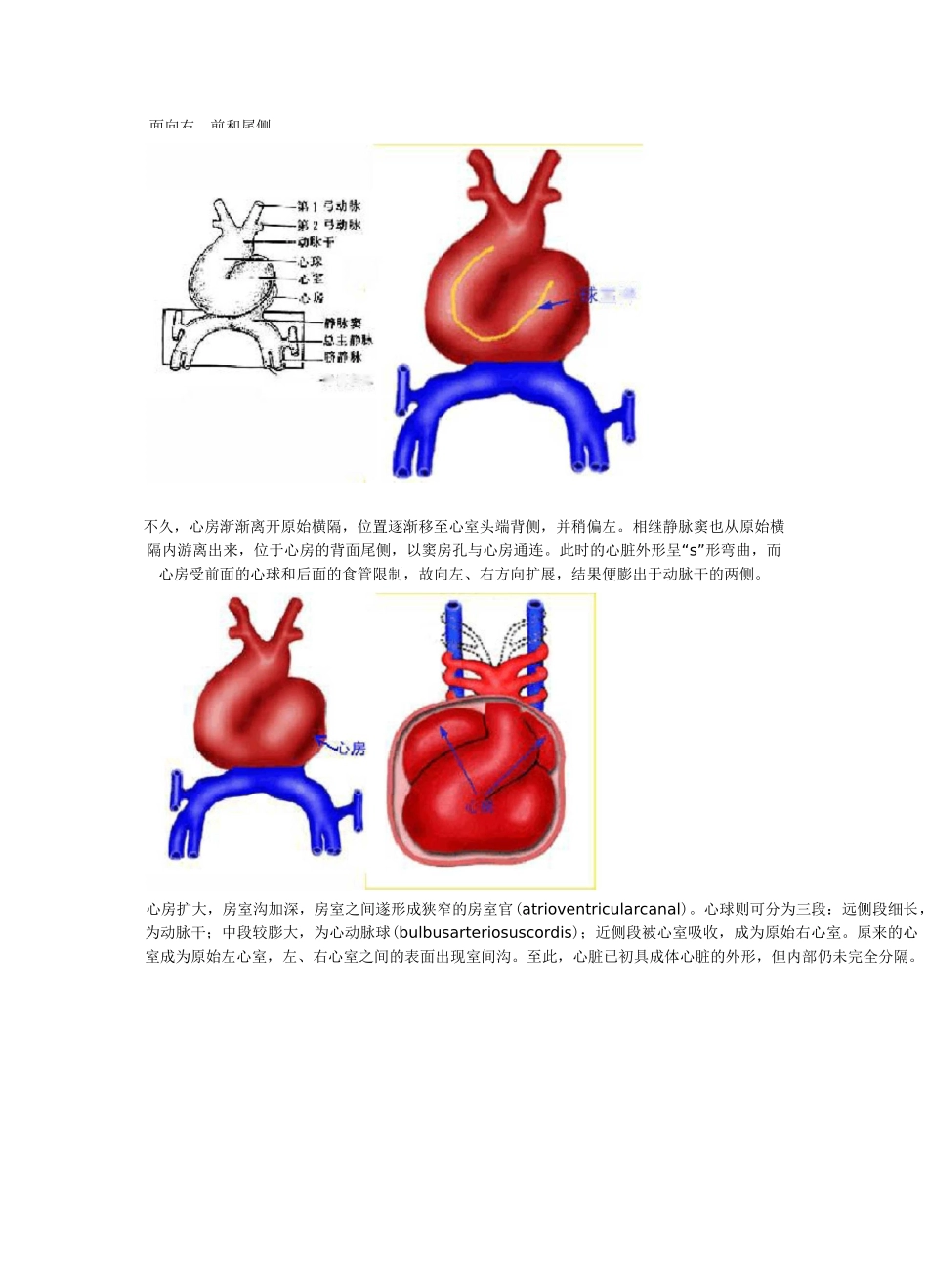 心脏的胚胎发育_第3页
