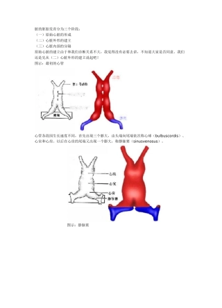 心脏的胚胎发育