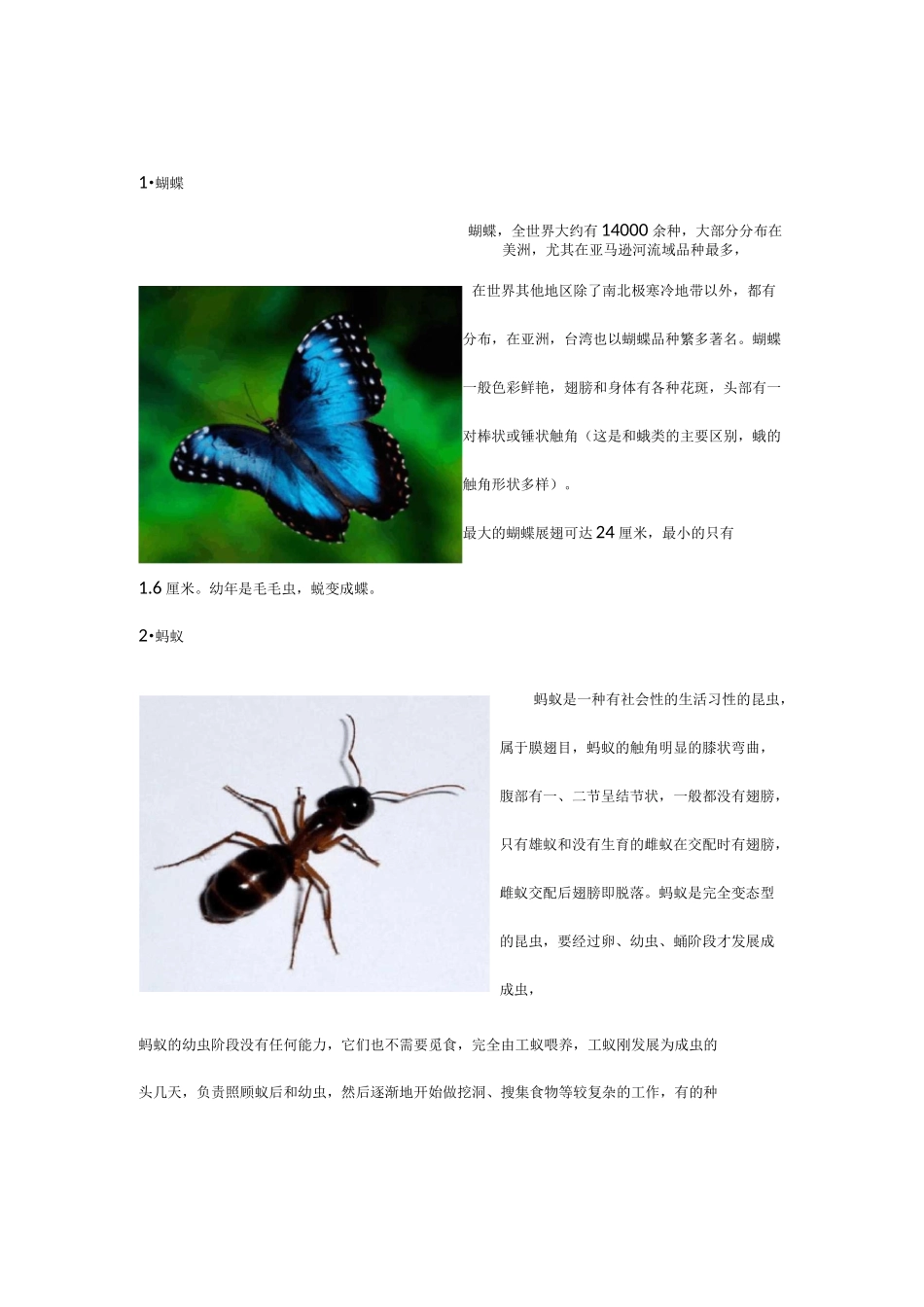 认识昆虫(名字+图片)_第1页