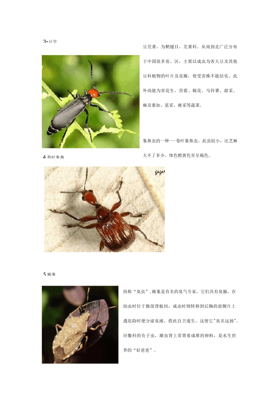 认识昆虫(名字+图片)_第3页