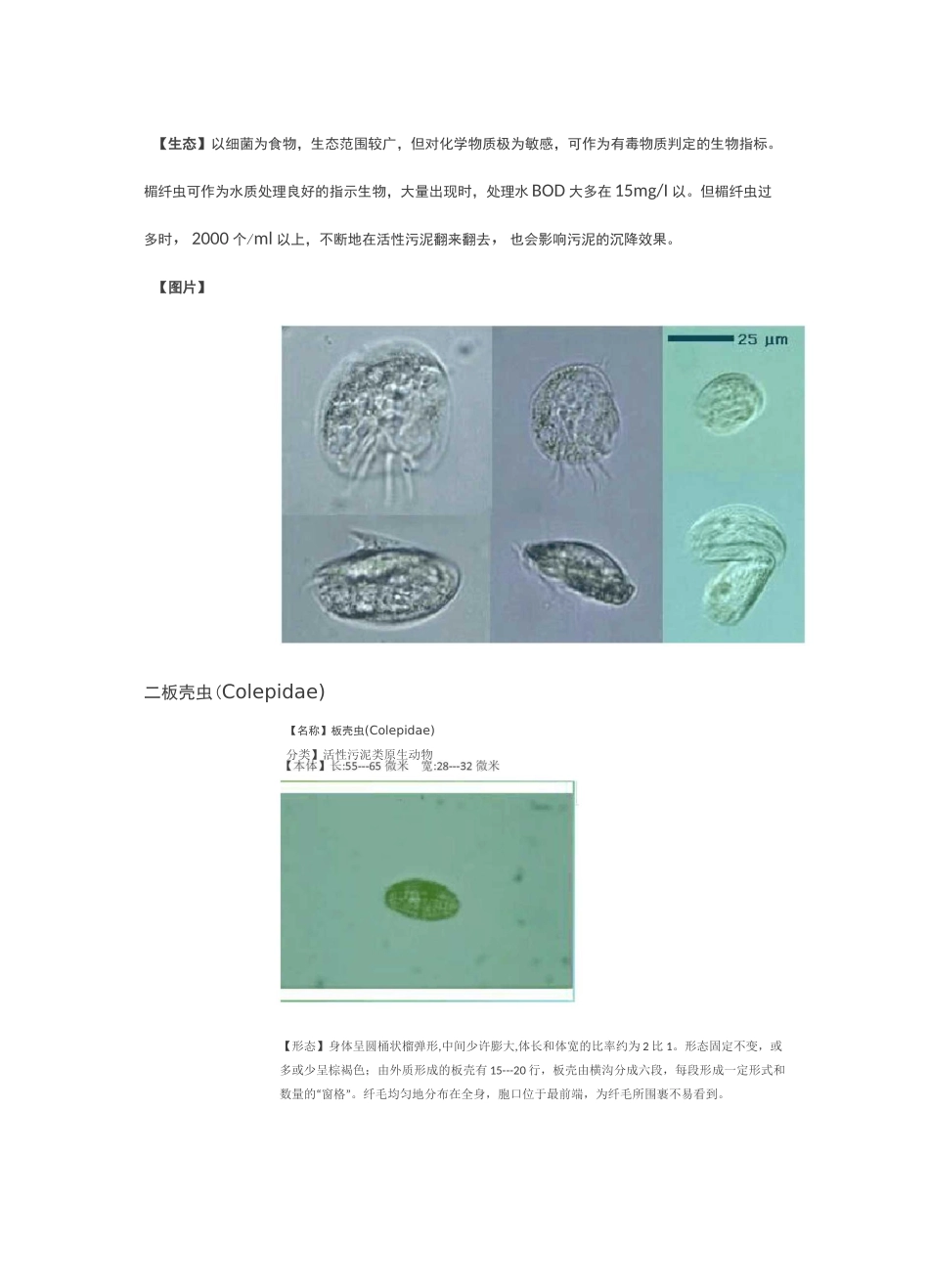 24种污水处理微生物菌相及指导意义_第2页