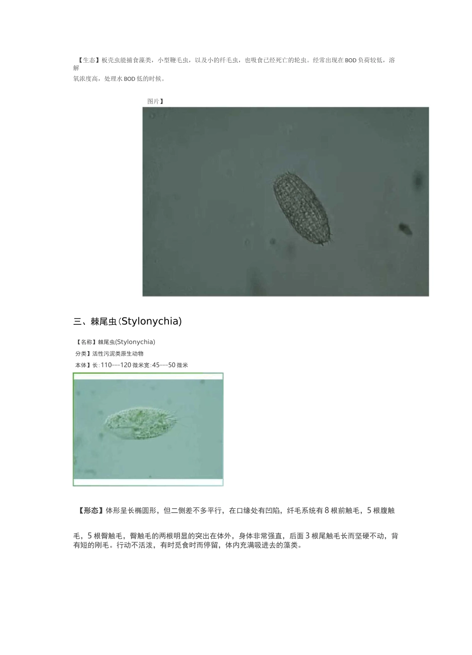 24种污水处理微生物菌相及指导意义_第3页