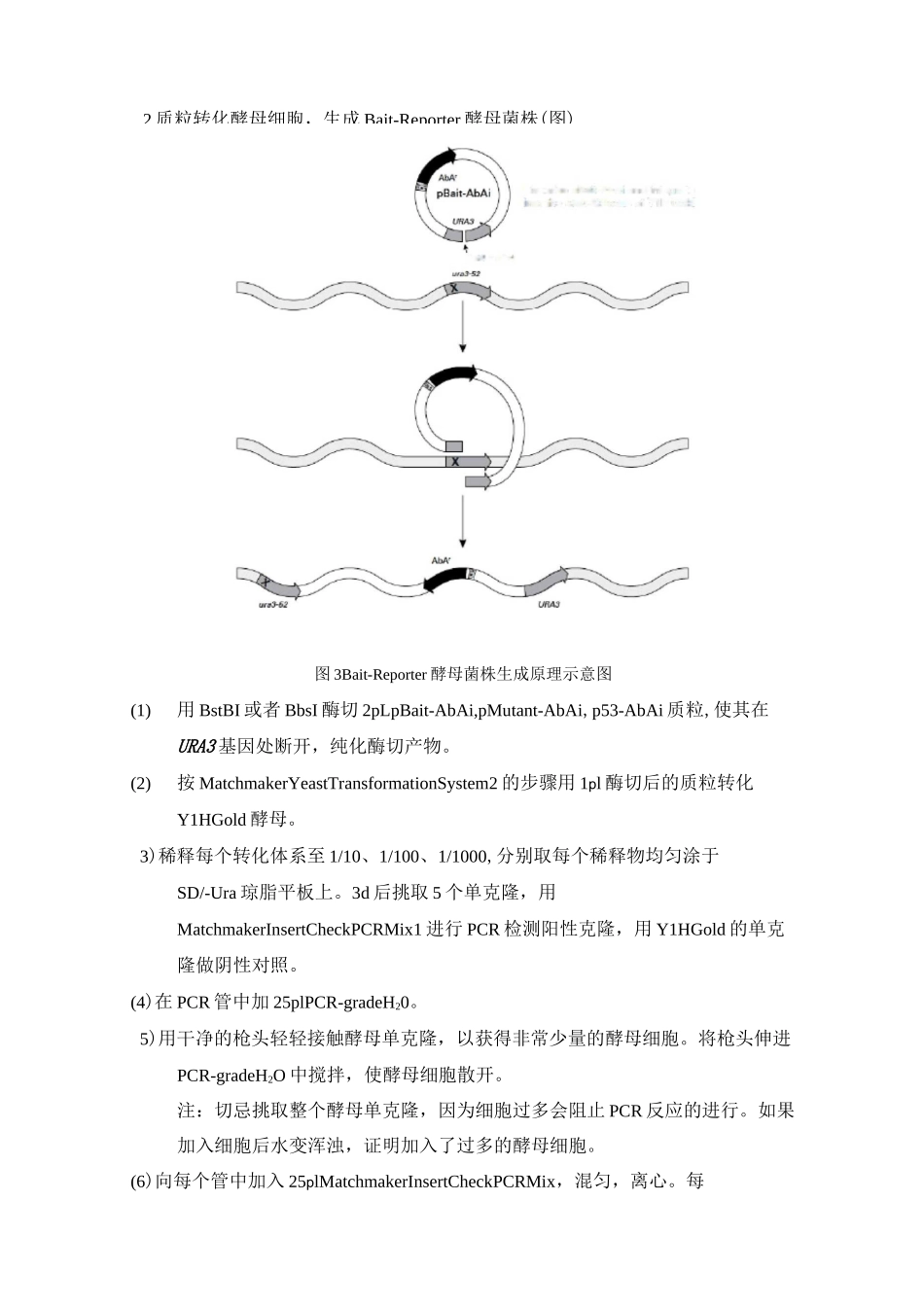 酵母单杂交-实验步骤总结_第2页
