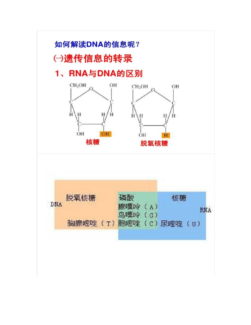 基因指导蛋白质的合成高考第一轮复习_第3页