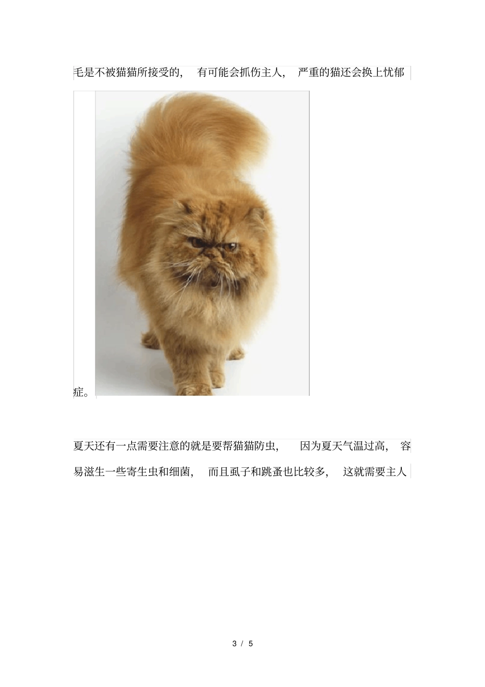 夏季养猫4大注意事项!_第3页