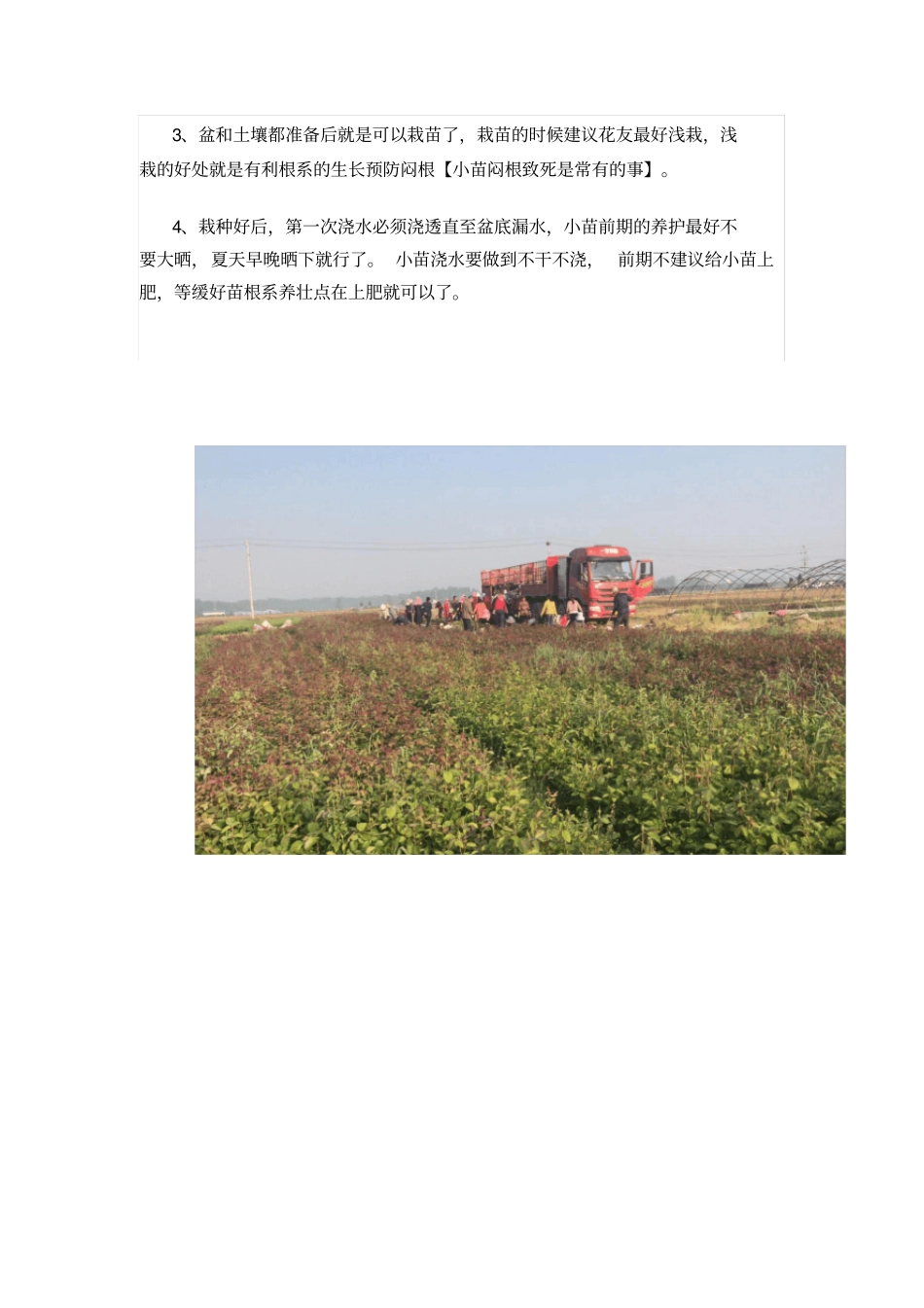 大花月季苗种植方法_第2页