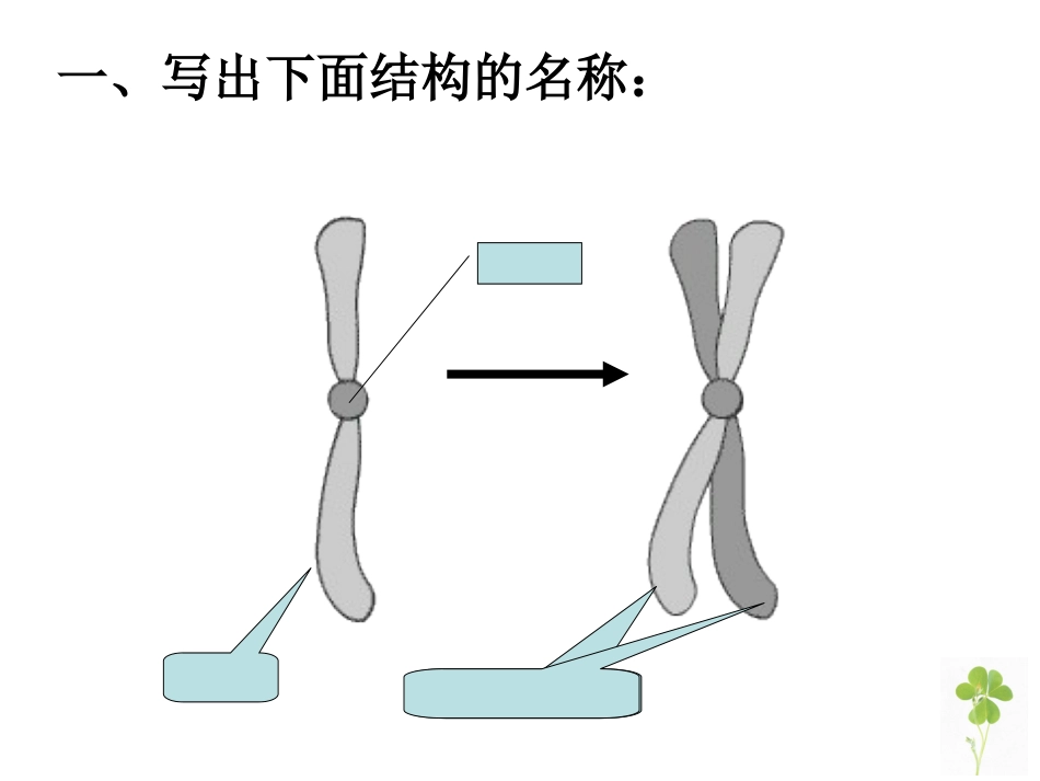 有丝分裂复习_第2页