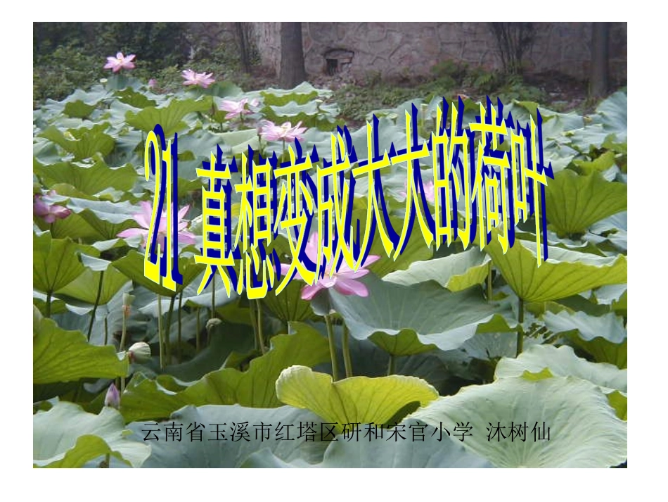 真相变成大大的荷叶_第1页