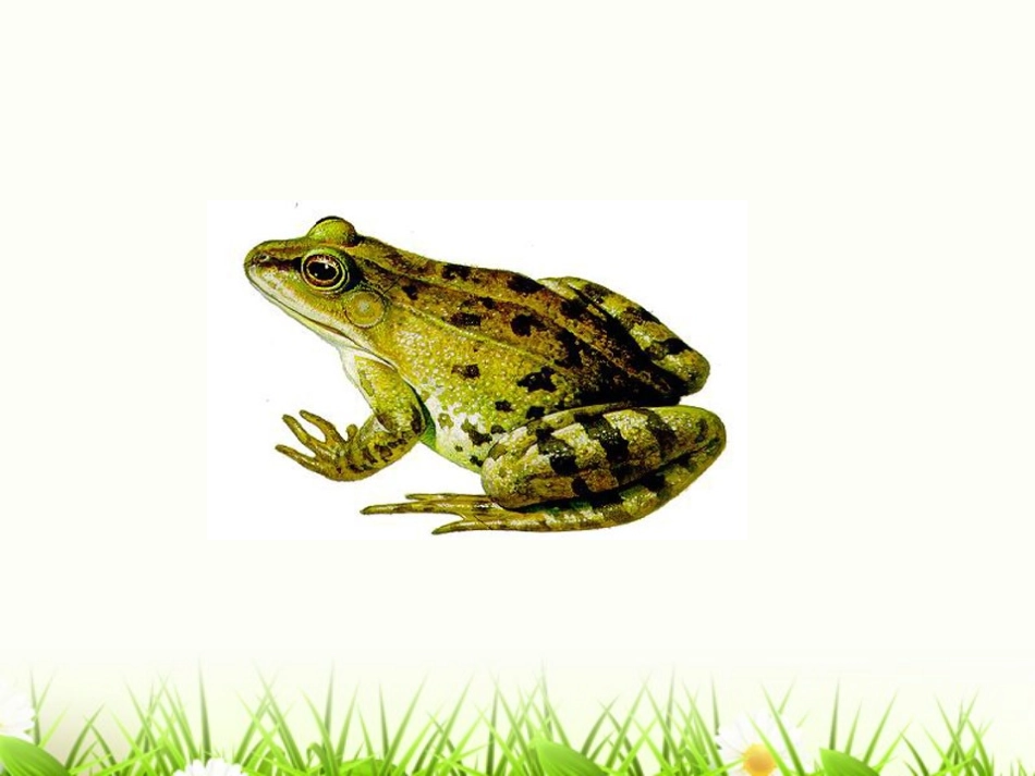 数蛤蟆333_第3页