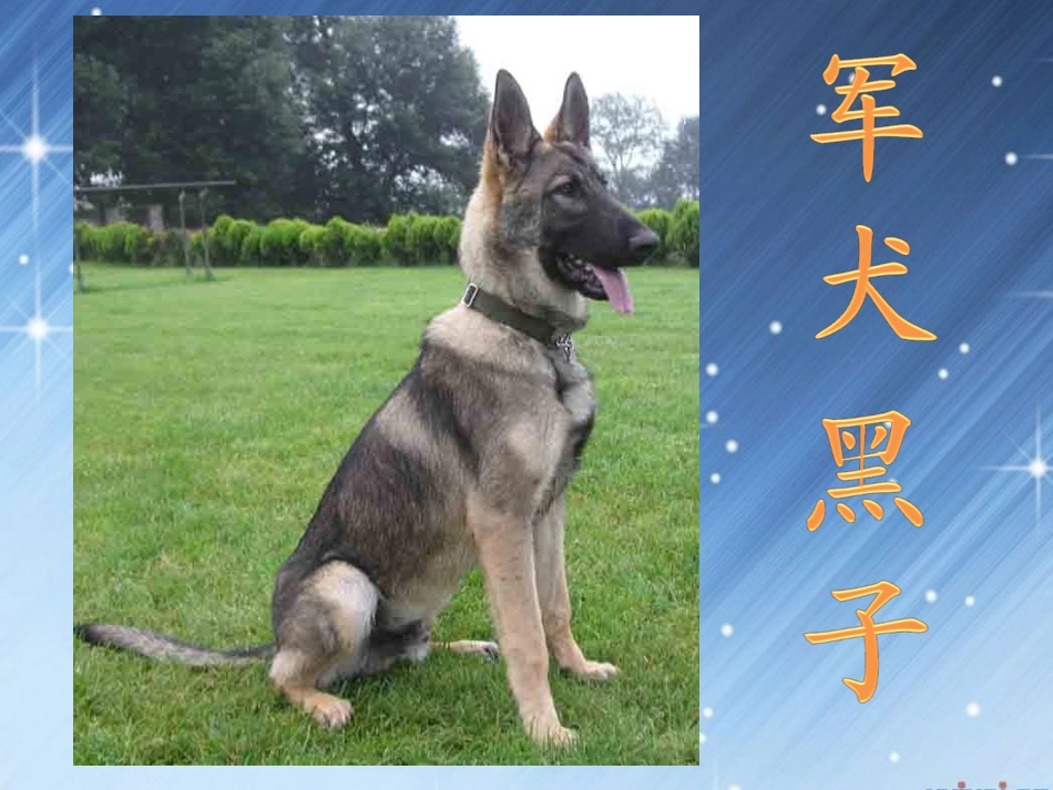 《军犬黑子》课件_第1页