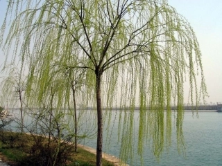 青海高原一株柳 (2)