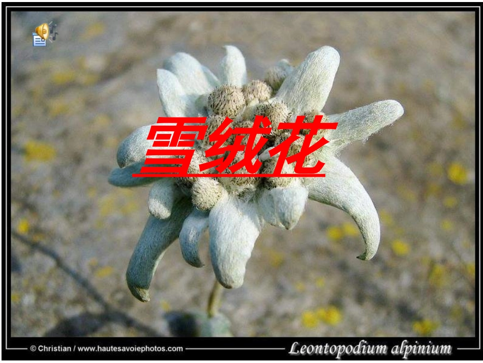 人教版小学音乐四下《雪绒花》PPT课件_第1页