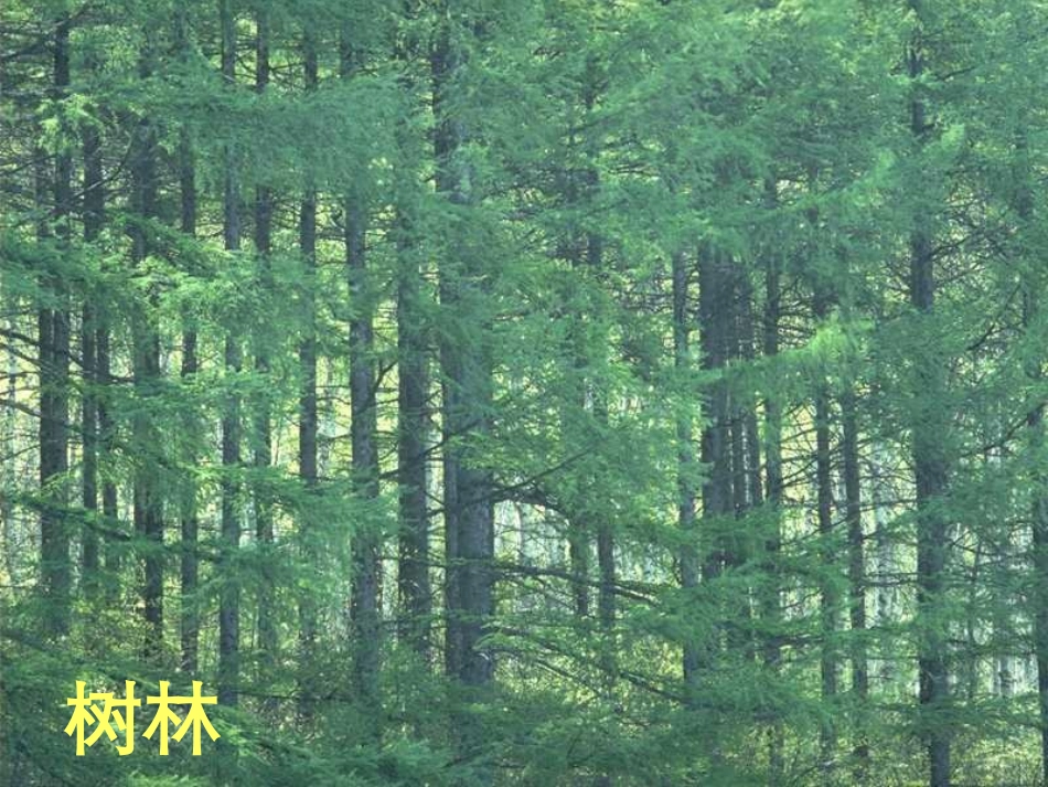 《山中访友》教学课件1_第3页