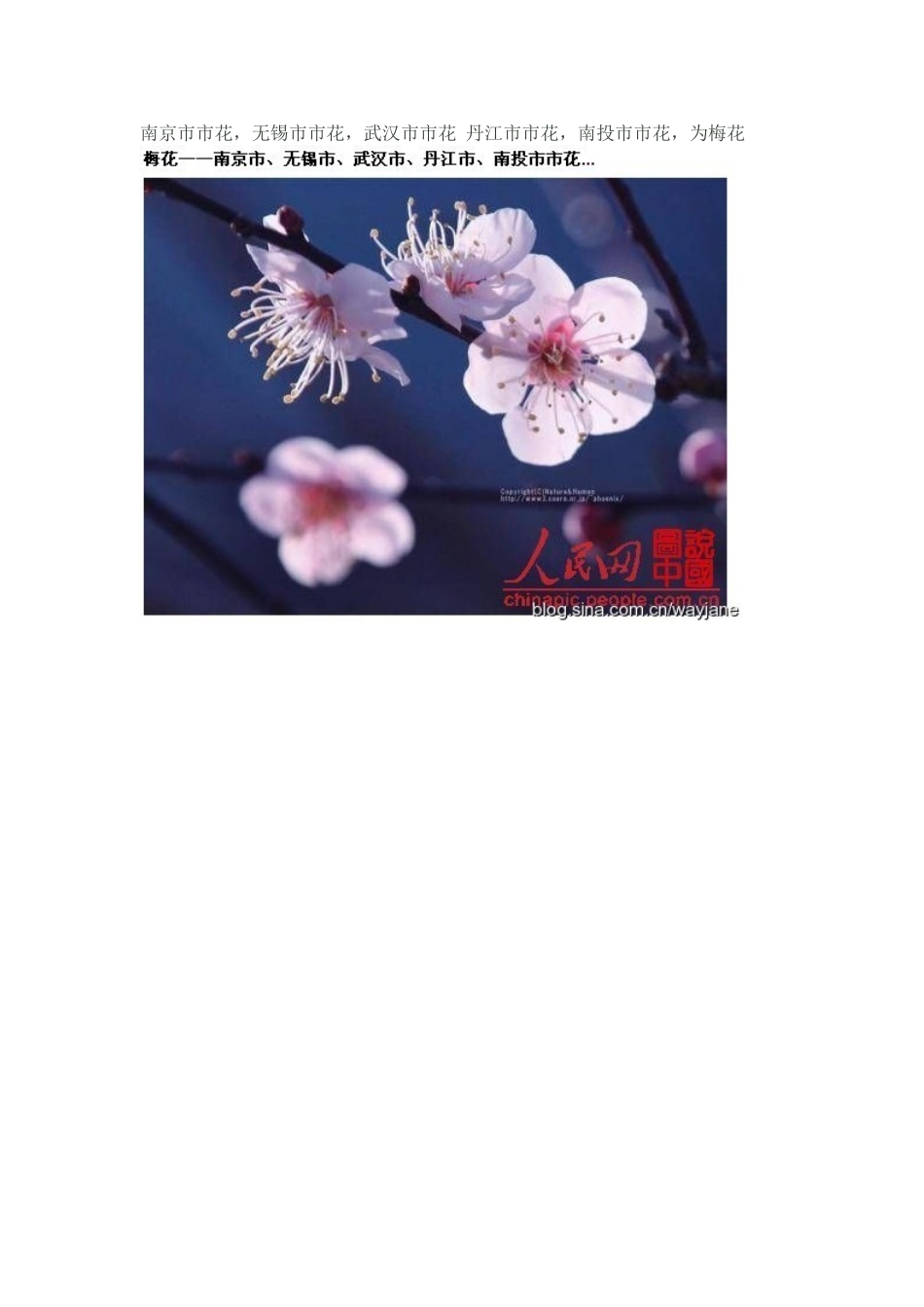 中国各城市的市花_第3页