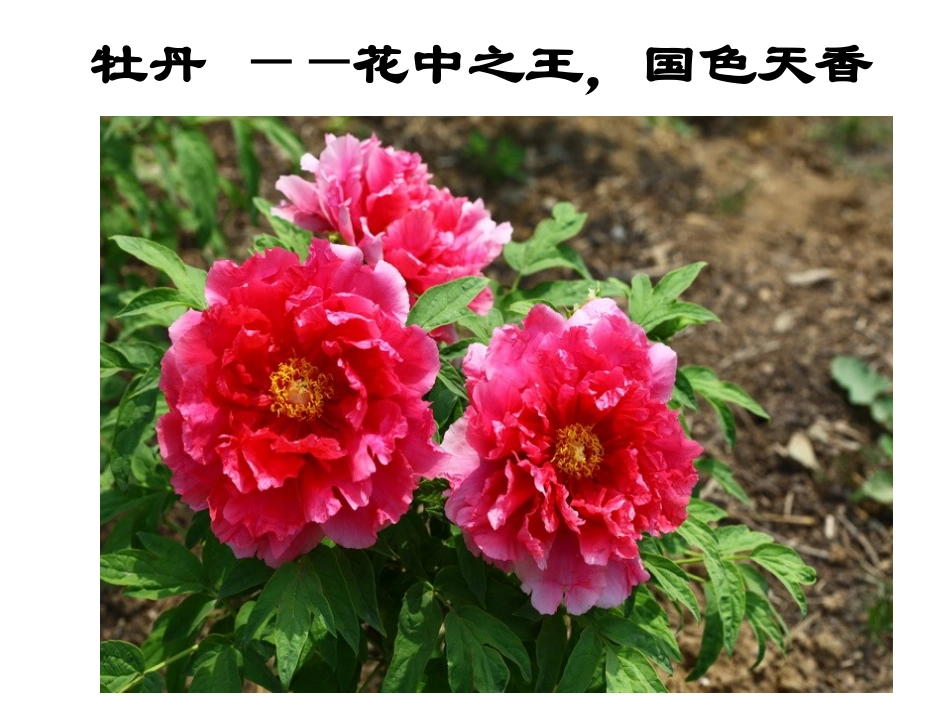 开花和结果 (3)_第3页