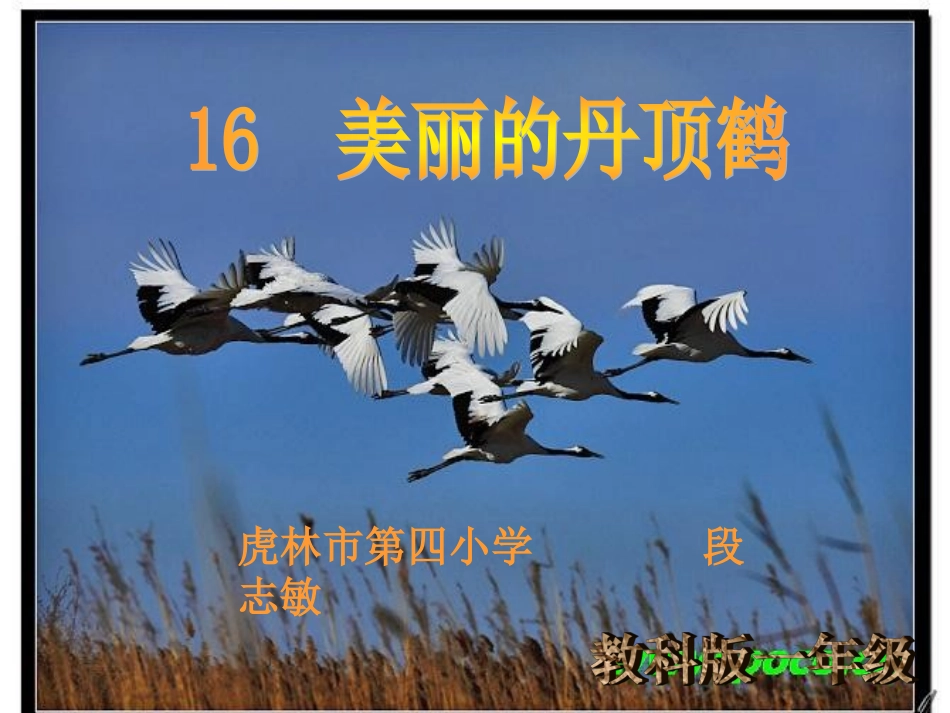 丹顶鹤课件（段）_第1页