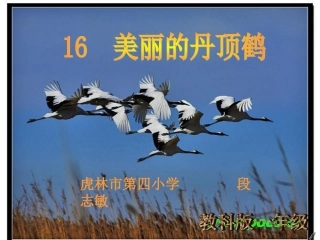 丹顶鹤课件（段）