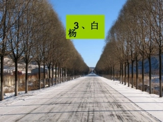 《白杨》教学课件