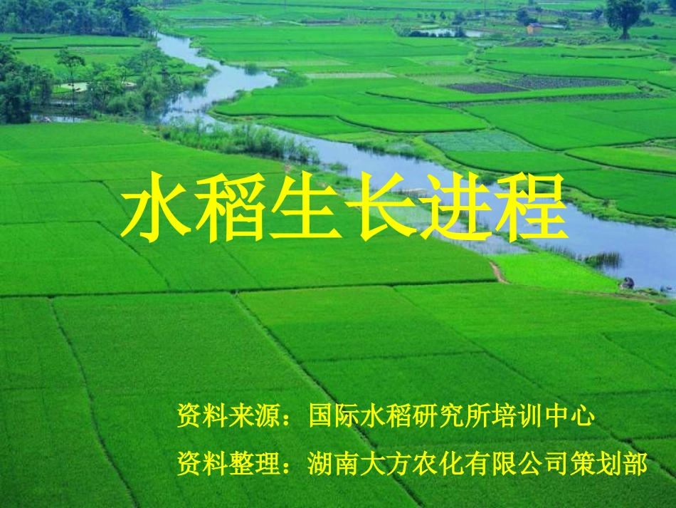 水稻生长进程_第2页