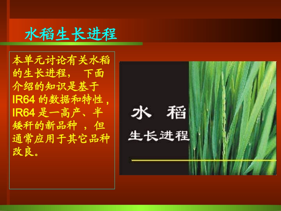 水稻生长进程_第3页