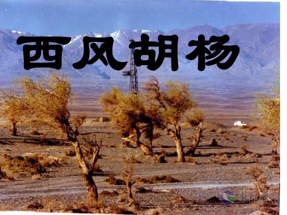 西风胡杨_课件_第1页