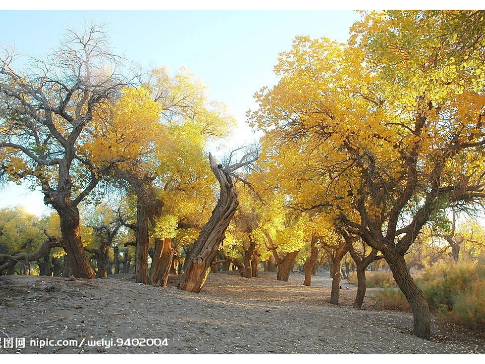 西风胡杨_课件_第2页