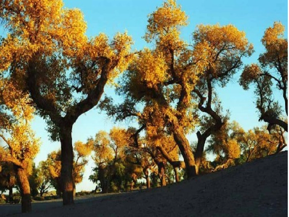 西风胡杨_课件_第3页