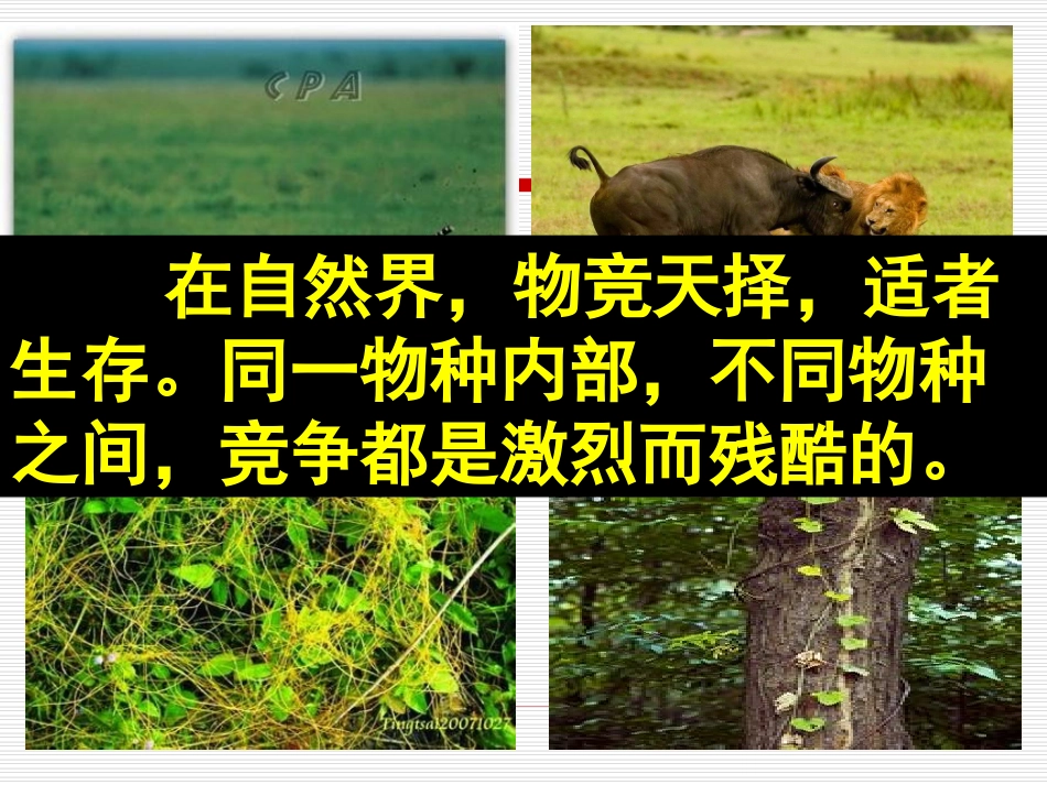 思想品德：第九课《生命的林子》_课件1(人民版七年级下)_第2页