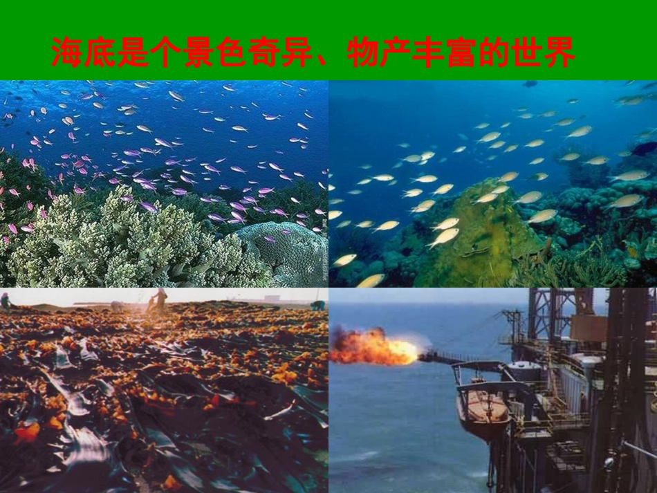 《海底世界》PPT课件_第3页