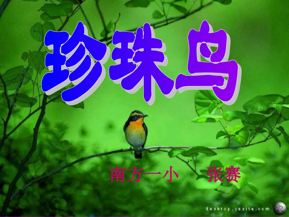 《珍珠鸟》课件2_第1页