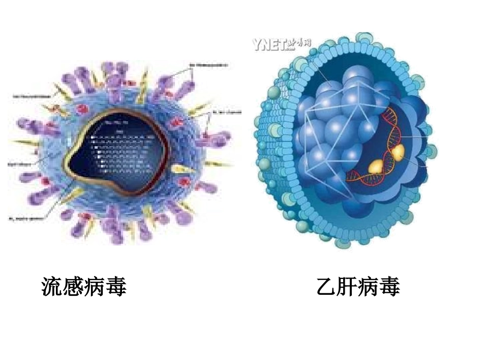 神奇的微生物 (2)_第3页