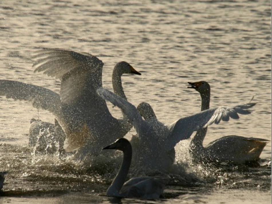 《16天鹅的故事》_第3页