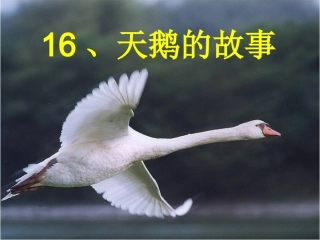 《16天鹅的故事》