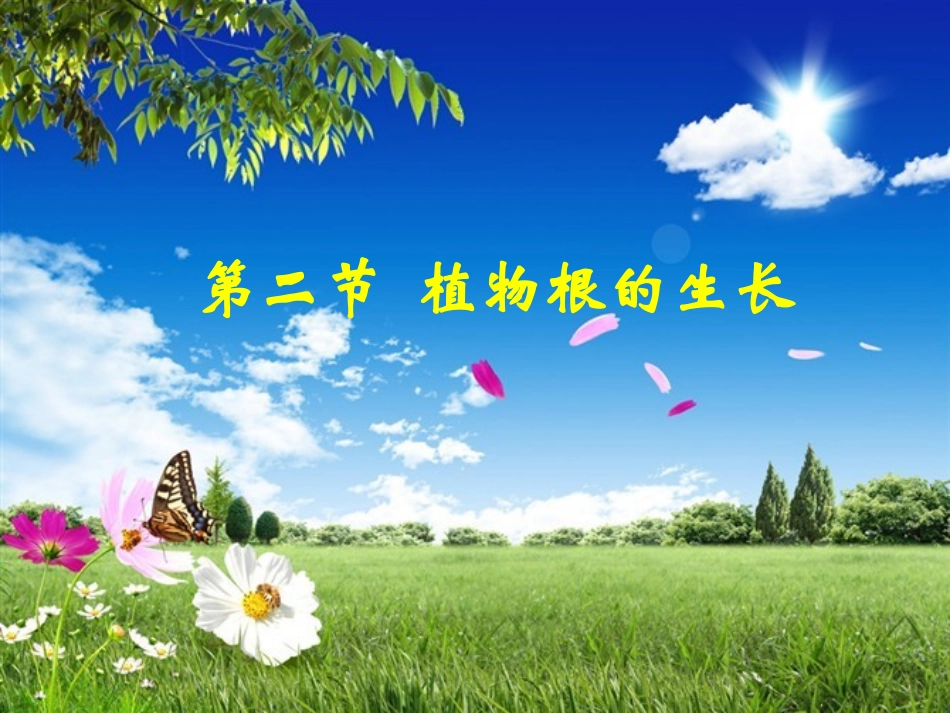 植物根的生长_第1页