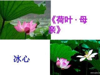 荷叶母亲课件