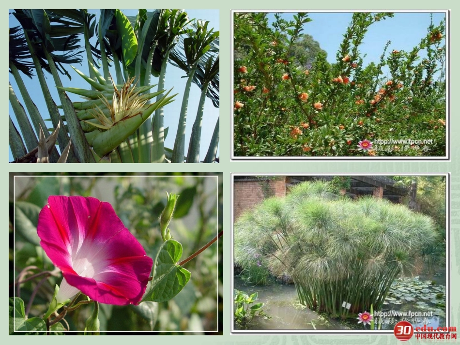 《花钟》教学课件 (2)_第2页