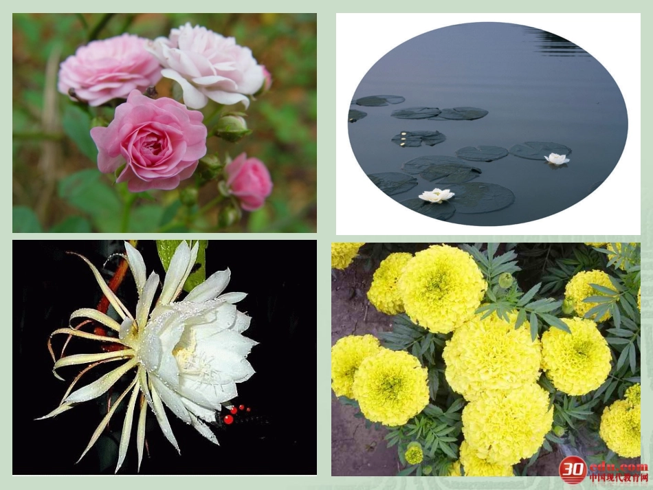 《花钟》教学课件 (2)_第3页