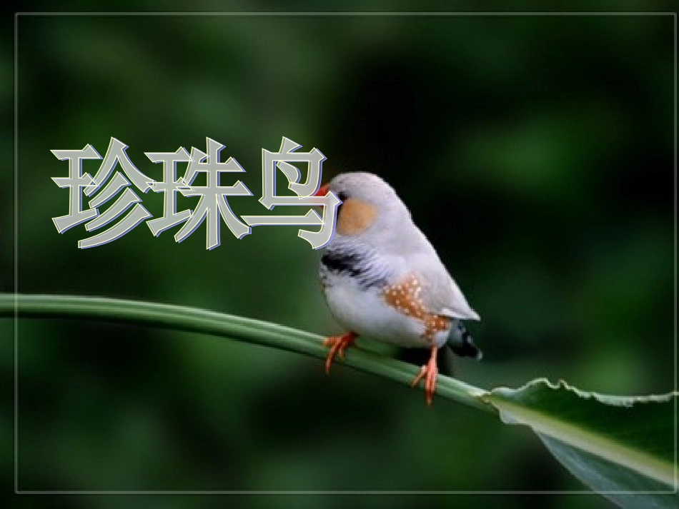 人教版五年级语文上册《珍珠鸟》PPT课件 (2)_第2页