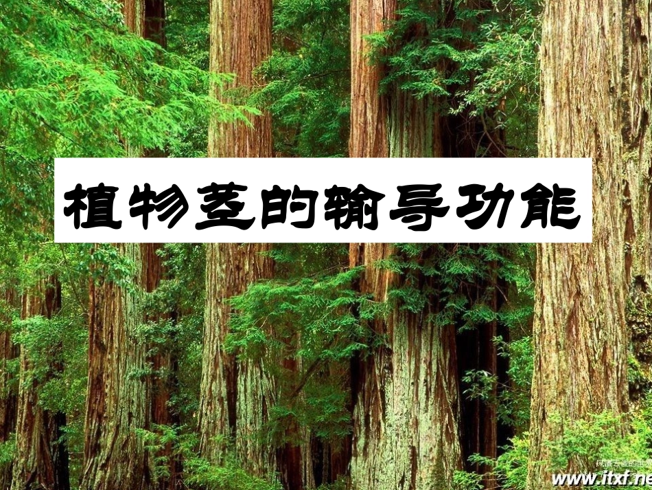 植物茎的输导功能_第1页