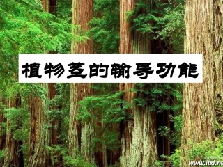 植物茎的输导功能
