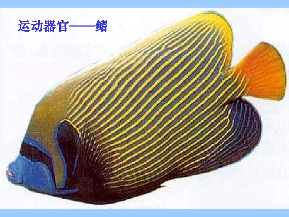 动物运动的能量来源_第2页