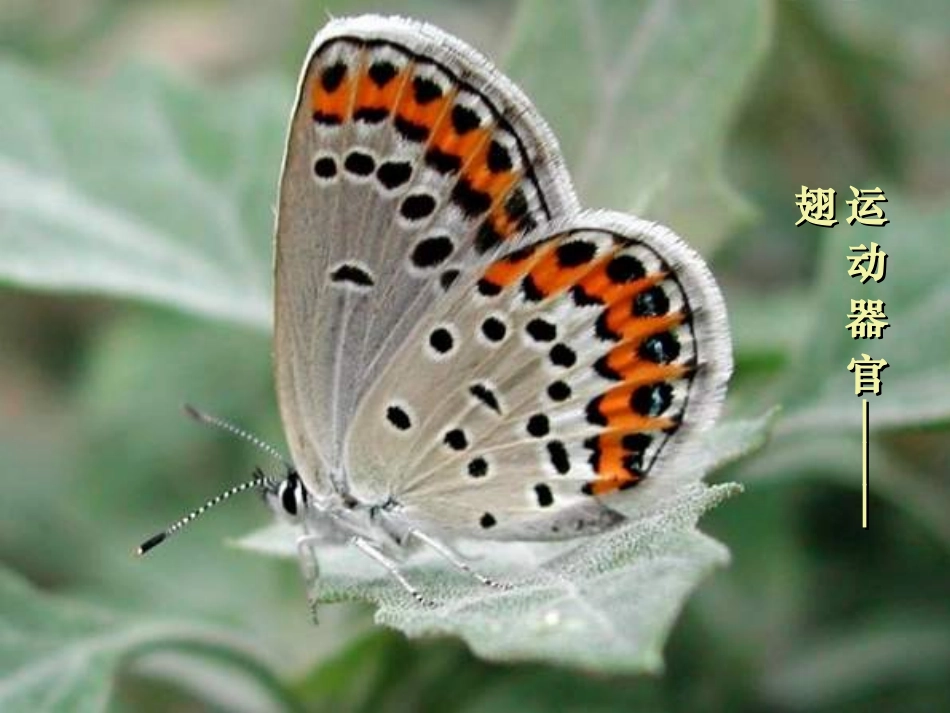 动物运动的能量来源_第3页