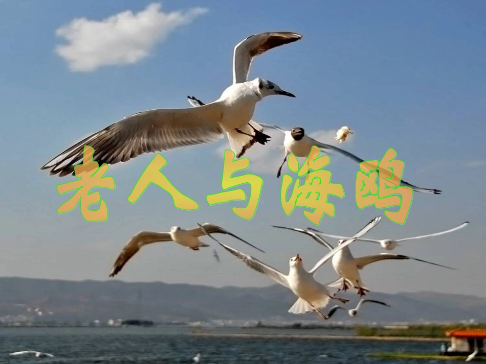 老人与海鸥课件 (2)_第1页