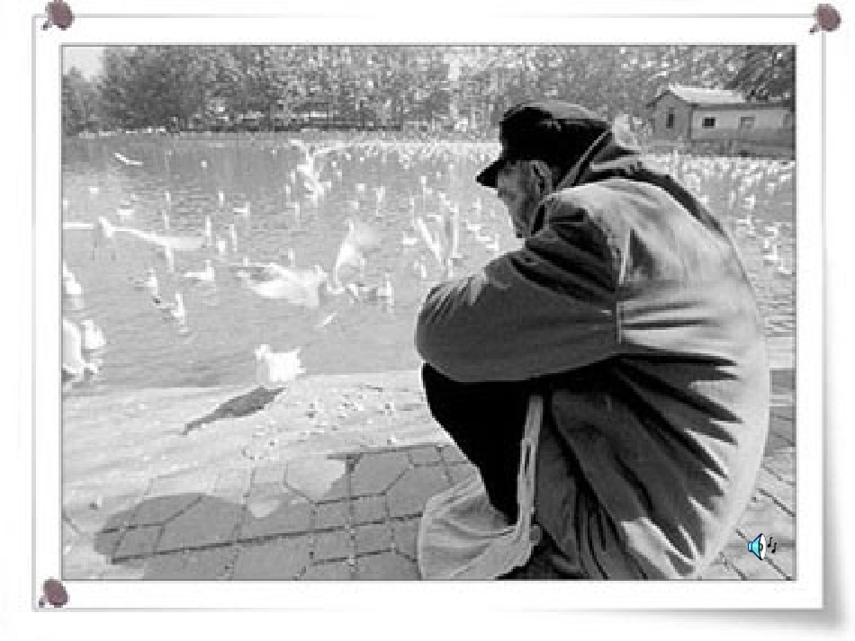 老人与海鸥课件 (2)_第3页